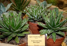 Agave victoria-reginae-01