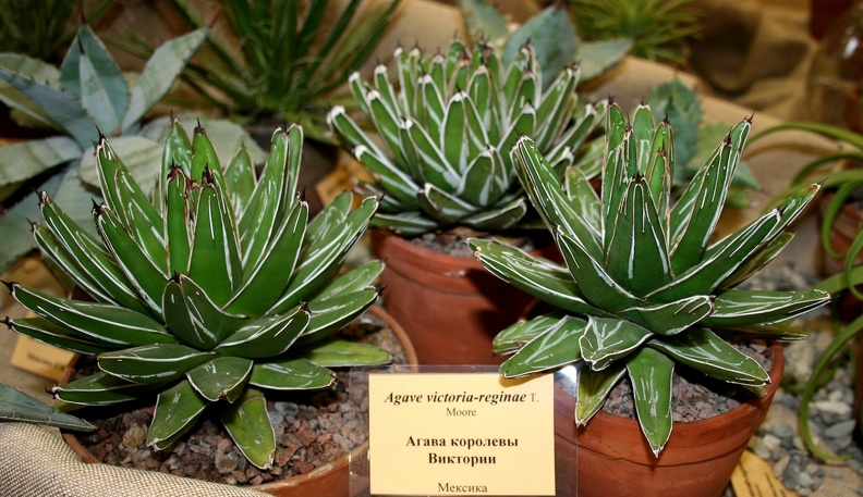 Agave_victoria-reginae-01.JPG