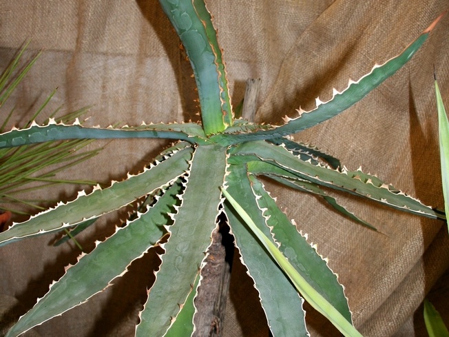 Agave xylonacantha