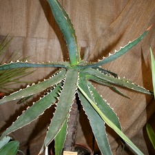 Agave xylonacantha