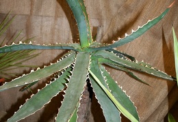 Agave xylonacantha