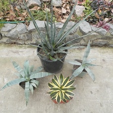 Agave