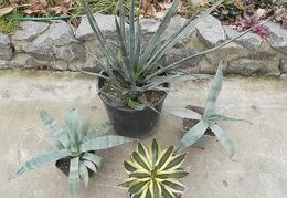 Agave