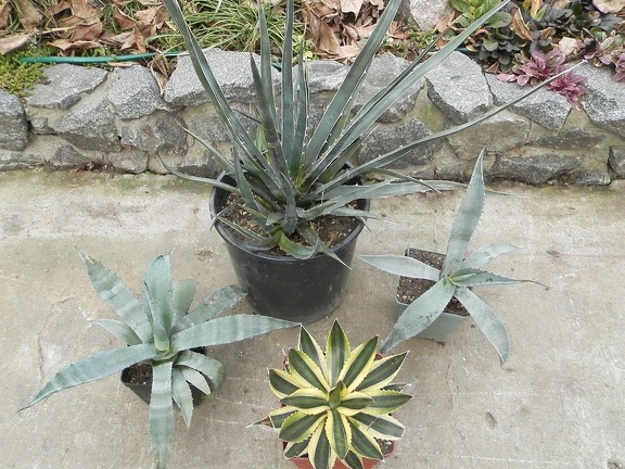 Agave