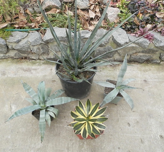 Agaves_001.jpg