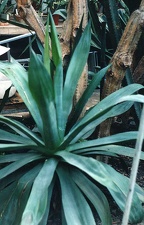 Agave polyacantha