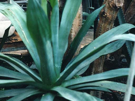 Agave polyacantha