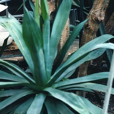 Agave polyacantha