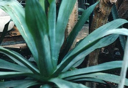 Agave polyacantha