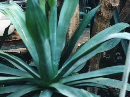 Agave polyacantha