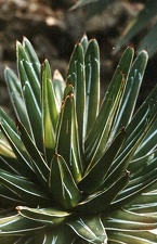 Agave victoria-reginae