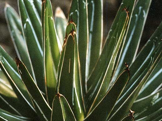 Agave victoria-reginae
