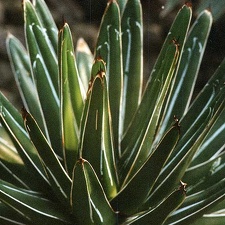 Agave victoria-reginae