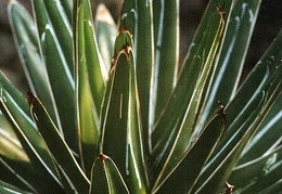 Agave victoria-reginae