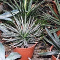 agaves.jpg