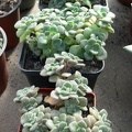 Aichryson  Aeonium  tortuosum