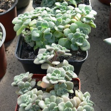 Aichryson  Aeonium  tortuosum