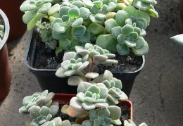 Aichryson  Aeonium  tortuosum