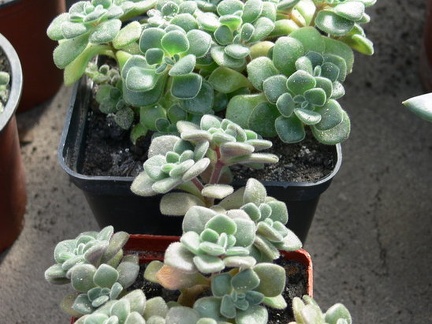 Aichryson  Aeonium  tortuosum