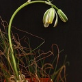 Albuca polyphylla