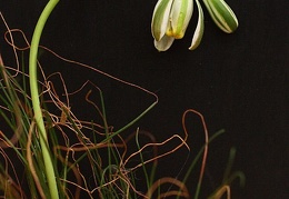 Albuca polyphylla