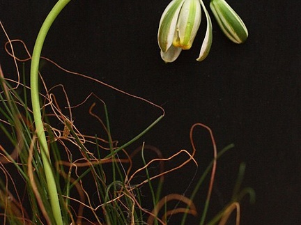 Albuca polyphylla