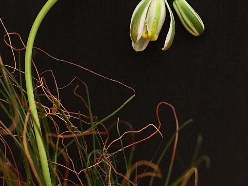 Albuca polyphylla