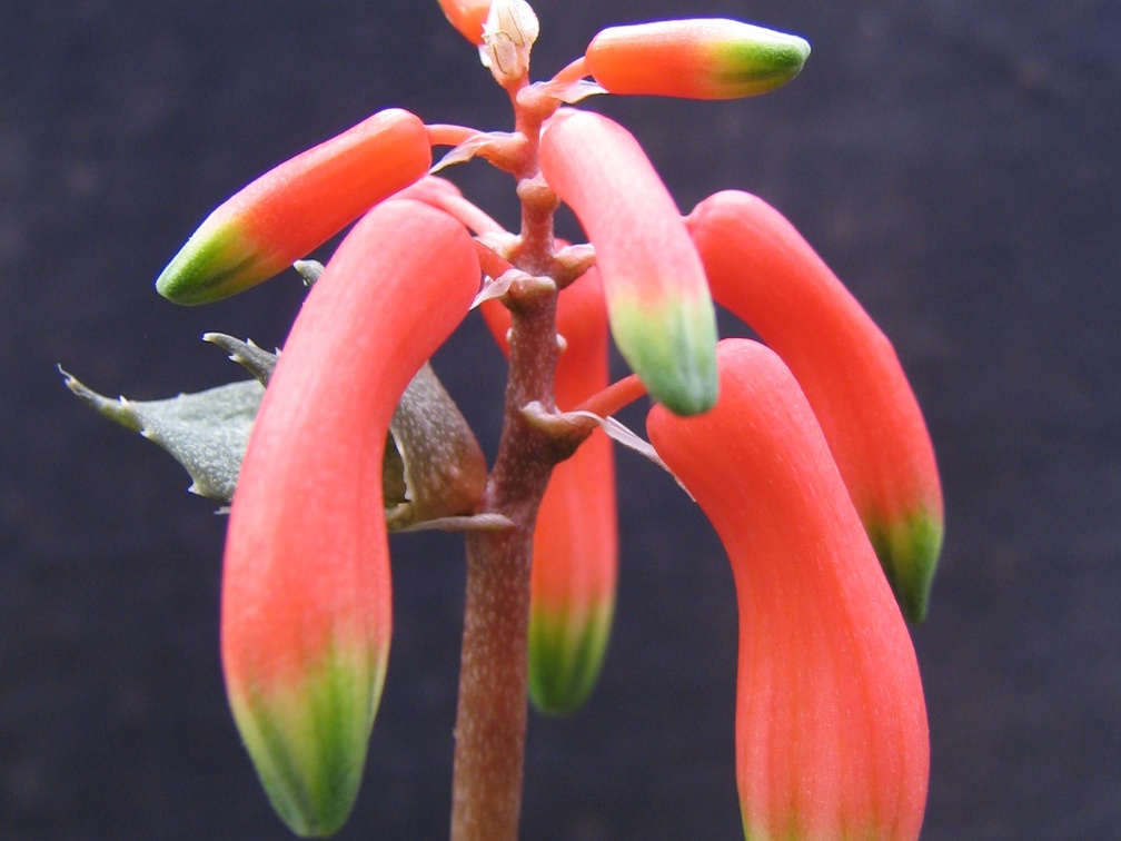 Aloe  Lomatophyllum  zombitsiensis