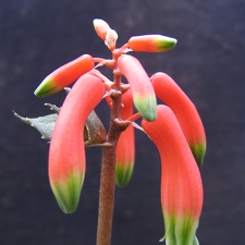 Aloe  Lomatophyllum  zombitsiensis