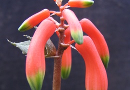 Aloe  Lomatophyllum  zombitsiensis