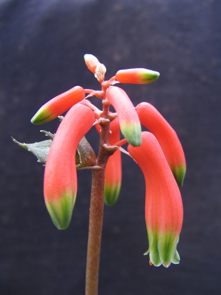 Aloe__Lomatophyllum__zombitsiensis.jpg