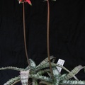 Aloe  Lomatophyllum  zombitsiensis1
