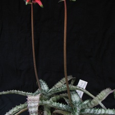 Aloe  Lomatophyllum  zombitsiensis1