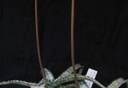 Aloe  Lomatophyllum  zombitsiensis1