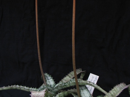 Aloe  Lomatophyllum  zombitsiensis1