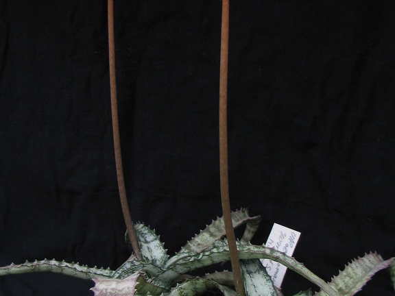 Aloe  Lomatophyllum  zombitsiensis1