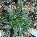 Aloe  cv   Pepe  Archis FG