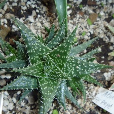 Aloe  cv   Pepe  Archis FG