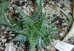 Aloe  cv   Pepe  Archis FG