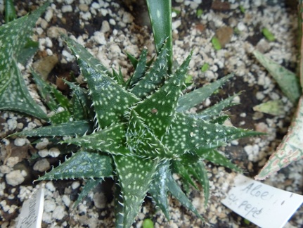 Aloe  cv   Pepe  Archis FG
