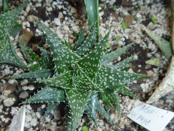 Aloe  cv   Pepe  Archis FG