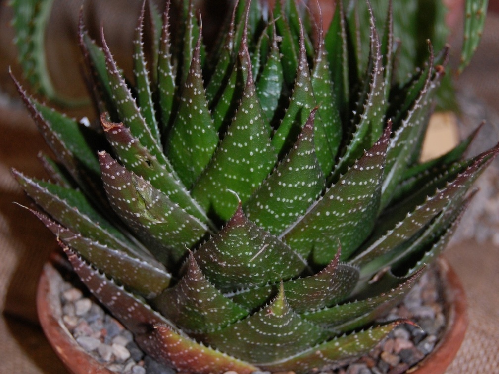Aloe cv   Cosmo