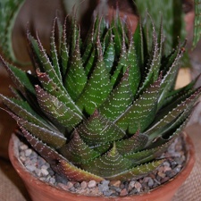 Aloe cv   Cosmo