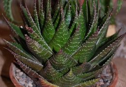 Aloe cv   Cosmo