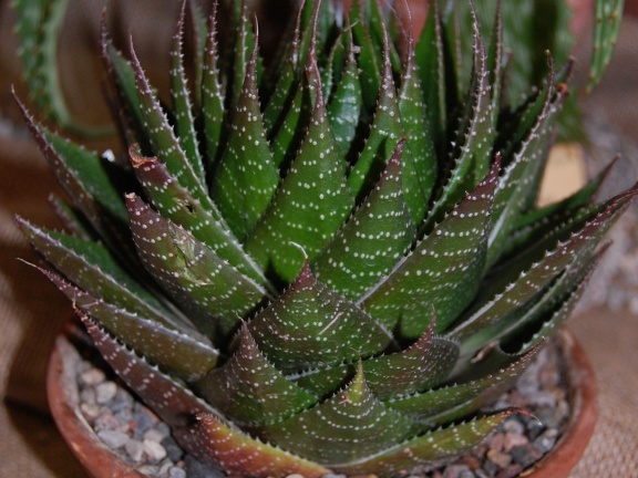 Aloe cv   Cosmo