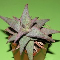 Aloe cv   Raspberry Ruffles