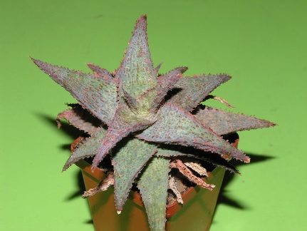 Aloe cv   Raspberry Ruffles