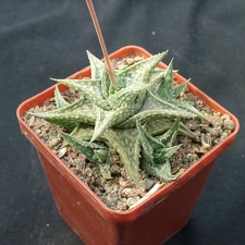 Aloe descongsii