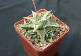 Aloe descongsii