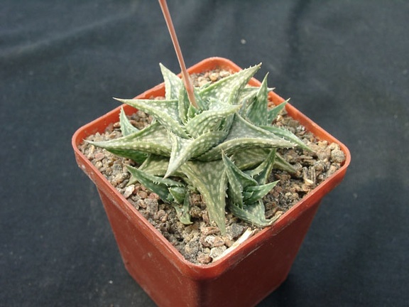 Aloe descongsii